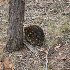 Tachyglossus aculeatus at Jacka, ACT - 4 Nov 2023