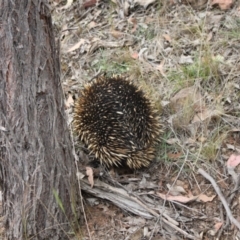 Tachyglossus aculeatus at Jacka, ACT - 4 Nov 2023