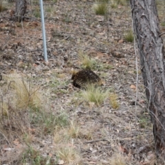 Tachyglossus aculeatus at Jacka, ACT - 4 Nov 2023