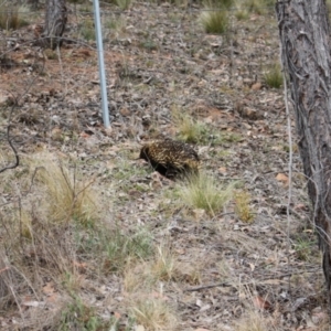 Tachyglossus aculeatus at Jacka, ACT - 4 Nov 2023