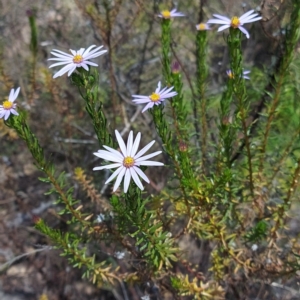 Olearia tenuifolia at Rendezvous Creek, ACT - 3 Nov 2023