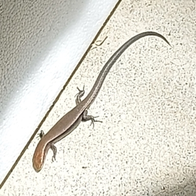 Lampropholis delicata (Delicate Skink) at Kambah, ACT - 2 Nov 2023 by GirtsO