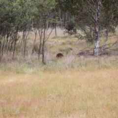 Tachyglossus aculeatus (Short-beaked Echidna) at Jacka, ACT - 4 Nov 2023 by VanceLawrence