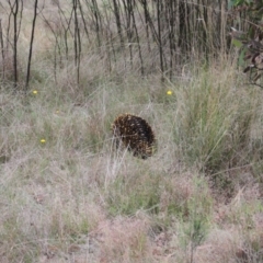 Tachyglossus aculeatus at Jacka, ACT - 4 Nov 2023