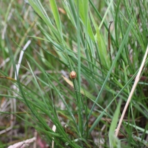 Paropsisterna sp. (genus) at Jacka, ACT - 4 Nov 2023