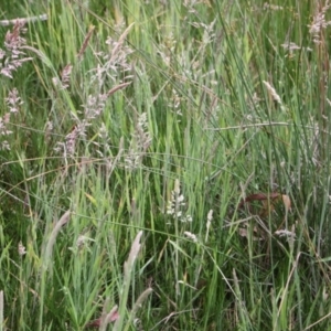 Ischnura heterosticta at Jacka, ACT - 4 Nov 2023