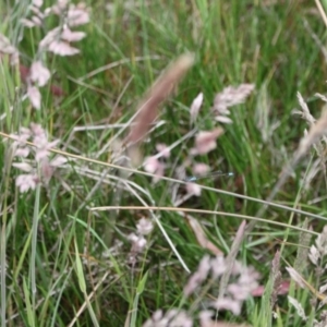 Ischnura heterosticta at Jacka, ACT - 4 Nov 2023