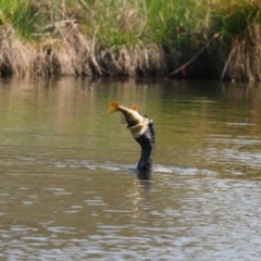 Phalacrocorax carbo (Great Cormorant) at Dunlop, ACT - 30 Oct 2023 by Caric