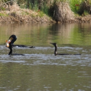 Phalacrocorax carbo at Dunlop, ACT - 30 Oct 2023