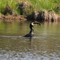 Phalacrocorax carbo at Dunlop, ACT - 30 Oct 2023