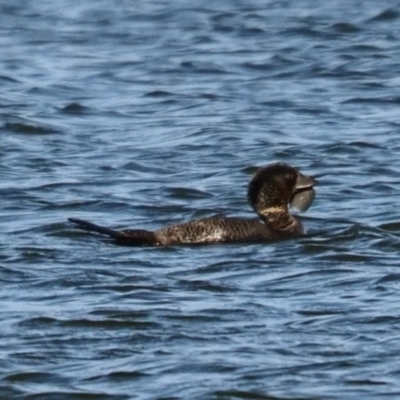 Biziura lobata (Musk Duck) at West Belconnen Pond - 29 Oct 2023 by Caric