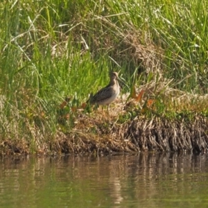 Gallinago hardwickii at Dunlop, ACT - 30 Oct 2023 08:16 AM