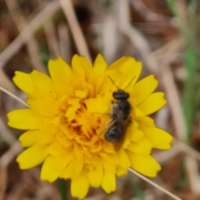 Lasioglossum (Homalictus) sp. (genus & subgenus) (Furrow Bee) at Isaacs Ridge and Nearby - 4 Nov 2023 by Mike
