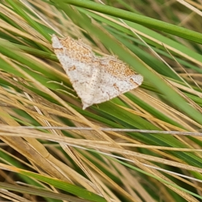 Taxeotis stereospila (Oval-spot Taxeotis (Oenochrominae) at Isaacs, ACT - 4 Nov 2023 by Mike