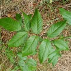 Rosa sp. (A Wild Rose) at Isaacs Ridge and Nearby - 4 Nov 2023 by Mike