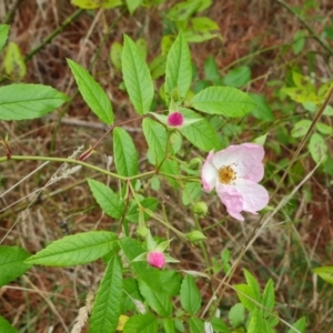 Rosa sp. at Isaacs Ridge - 4 Nov 2023 04:08 PM