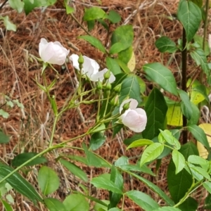 Rosa sp. at Isaacs Ridge - 4 Nov 2023 04:08 PM