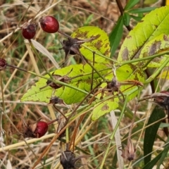 Rosa sp. at Isaacs Ridge - 4 Nov 2023 04:08 PM