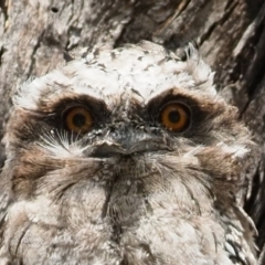 Podargus strigoides (Tawny Frogmouth) at Latham, ACT - 28 Oct 2023 by Caric