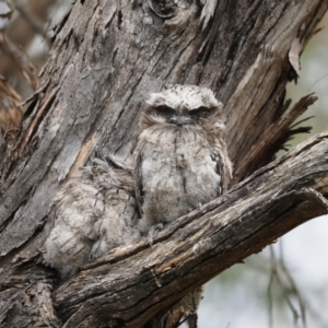 Podargus strigoides at Latham, ACT - 28 Oct 2023