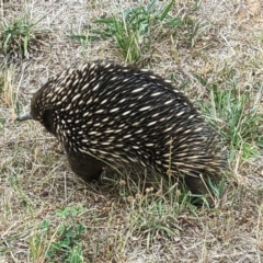 Tachyglossus aculeatus (Short-beaked Echidna) at Molonglo River Reserve - 3 Nov 2023 by jtneill