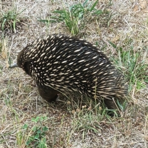 Tachyglossus aculeatus at Coombs, ACT - 4 Nov 2023