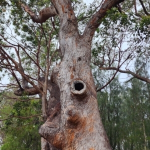 Eucalyptus botryoides at Moruya Heads, NSW - 4 Nov 2023