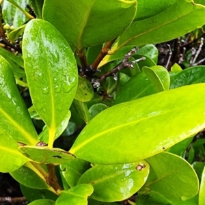 Aegiceras corniculatum at Moruya Heads, NSW - 4 Nov 2023