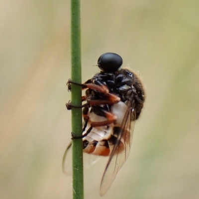 Ogcodes basalis (A hunch-back fly) at Mount Painter - 4 Nov 2023 by CathB