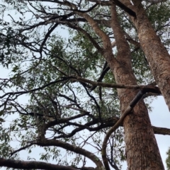 Eucalyptus longifolia at Moruya Heads, NSW - 4 Nov 2023