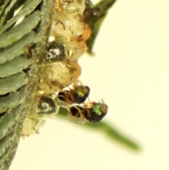 Chalcidoidea (superfamily) (A gall wasp or Chalcid wasp) at Belconnen, ACT - 1 Nov 2023 by CathB