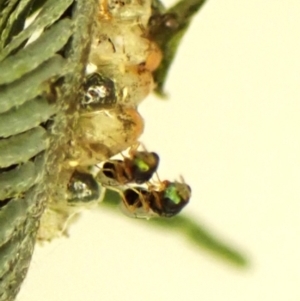Chalcidoidea (superfamily) at Aranda Bushland - 1 Nov 2023