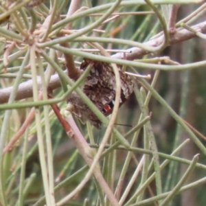 Ogyris amaryllis at Stromlo, ACT - 3 Nov 2023