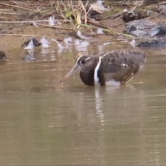 Rostratula australis (Australian Painted-snipe) at Molonglo Valley, ACT - 4 Nov 2023 by BenW