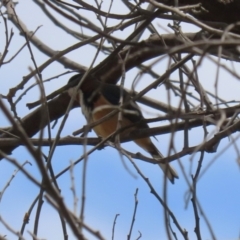 Acanthorhynchus tenuirostris (Eastern Spinebill) at Cotter Reserve - 3 Nov 2023 by RodDeb