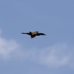 Phalacrocorax sulcirostris at Stromlo, ACT - 3 Nov 2023