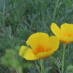 Eschscholzia californica at Stromlo, ACT - 3 Nov 2023 01:03 PM