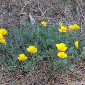 Eschscholzia californica at Stromlo, ACT - 3 Nov 2023