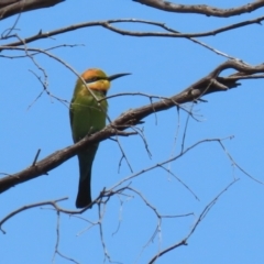 Merops ornatus (Rainbow Bee-eater) at Cotter Reserve - 3 Nov 2023 by RodDeb