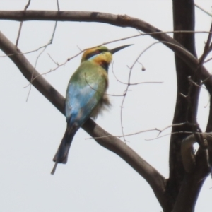 Merops ornatus at Stromlo, ACT - 3 Nov 2023