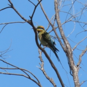 Merops ornatus at Stromlo, ACT - 3 Nov 2023