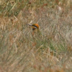 Merops ornatus at Stromlo, ACT - 3 Nov 2023