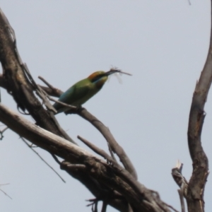 Merops ornatus at Stromlo, ACT - 3 Nov 2023