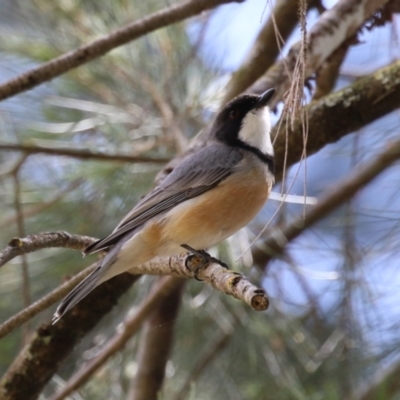 Pachycephala rufiventris (Rufous Whistler) at Cotter Reserve - 3 Nov 2023 by RodDeb