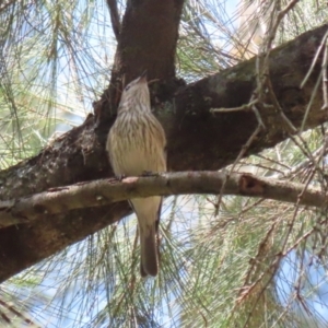 Pachycephala rufiventris at Stromlo, ACT - 3 Nov 2023