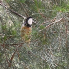 Pachycephala rufiventris at Stromlo, ACT - 3 Nov 2023