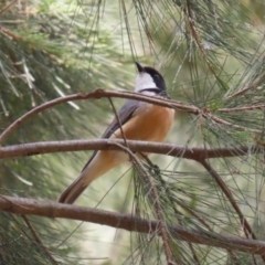 Pachycephala rufiventris at Stromlo, ACT - 3 Nov 2023