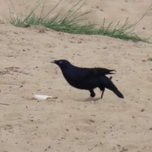 Ptilonorhynchus violaceus at Stromlo, ACT - 3 Nov 2023