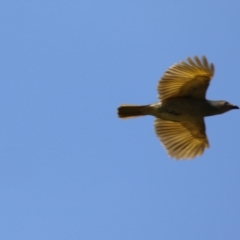 Ptilonorhynchus violaceus at Stromlo, ACT - 3 Nov 2023