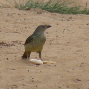 Ptilonorhynchus violaceus at Stromlo, ACT - 3 Nov 2023